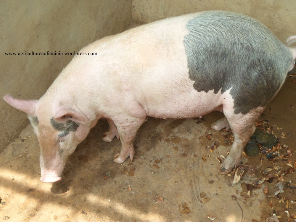 Entreprenariat  agricole : la porciculture, un métier qui nourrit bien son homme (3/4)