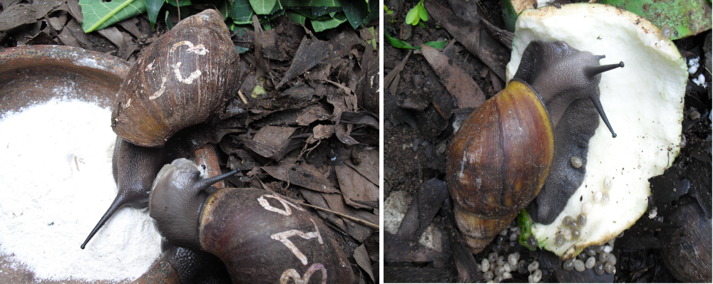 Elevage d’escargot au Bénin : un secteur d’avenir (1/2)
